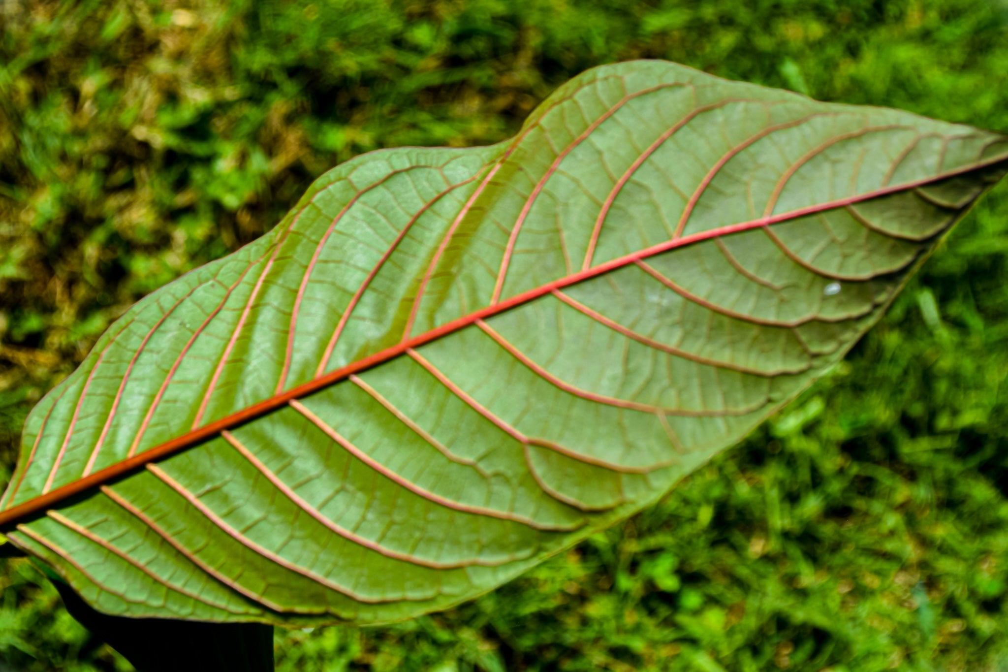 Borneo (Kalimantan) Kratom Plant